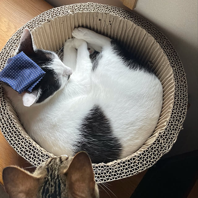 nobikoさんの実例写真