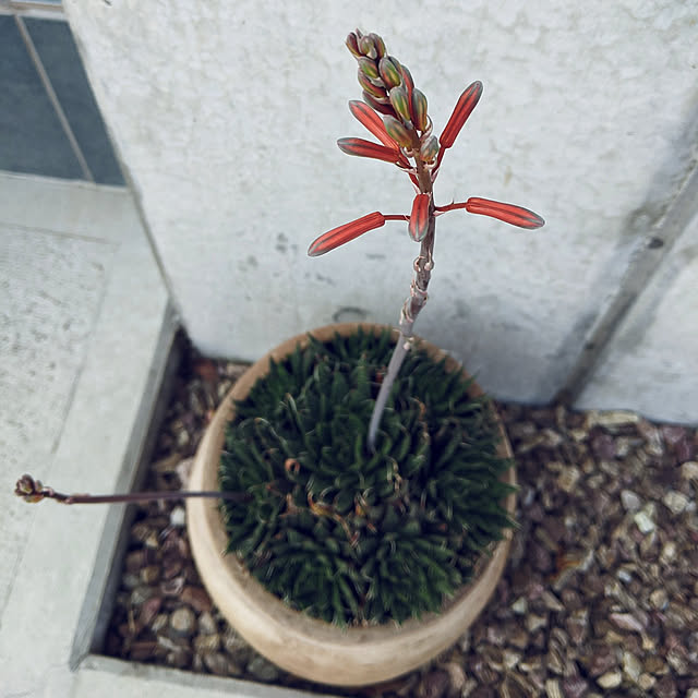 玄関/入り口/多肉植物/綾錦？のインテリア実例 - 2022-06-02 22:04:16