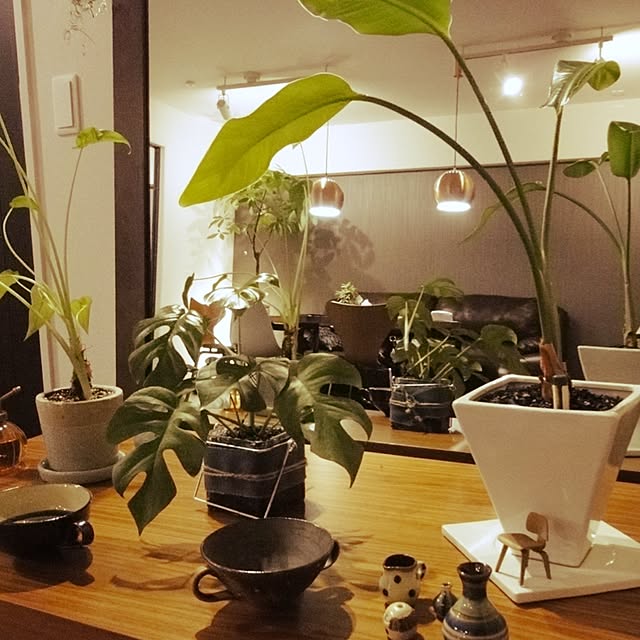 部屋全体/観葉植物のインテリア実例 - 2015-08-18 02:01:10