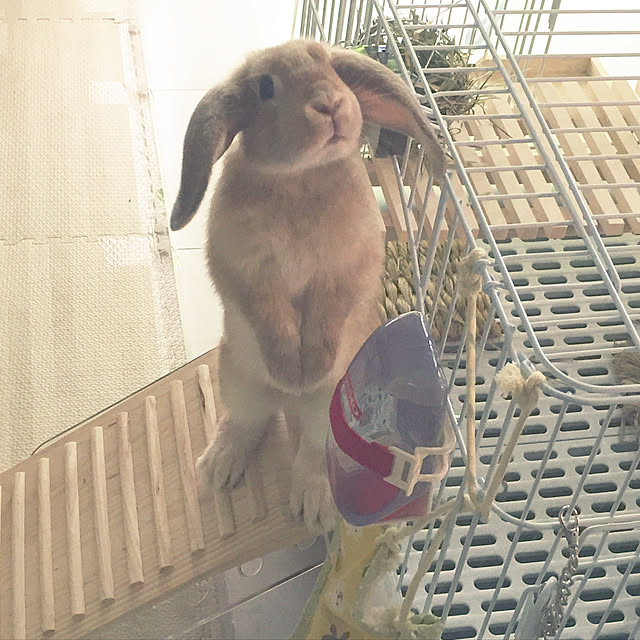 nonさんの実例写真