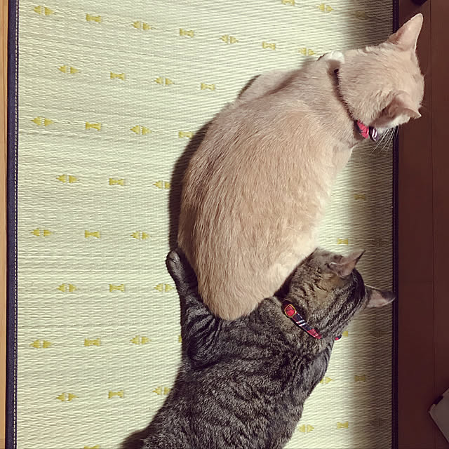 mikan161さんの実例写真