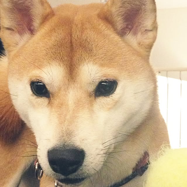 mimiさんの実例写真