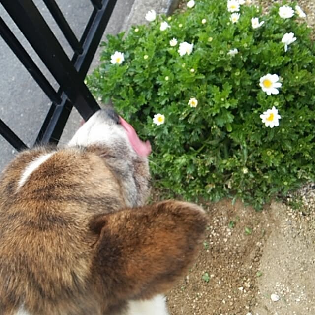 miiさんの実例写真