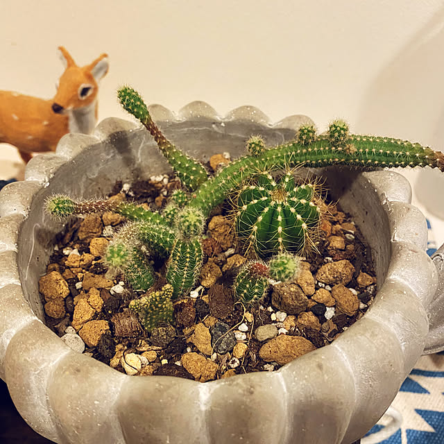 reahさんの部屋