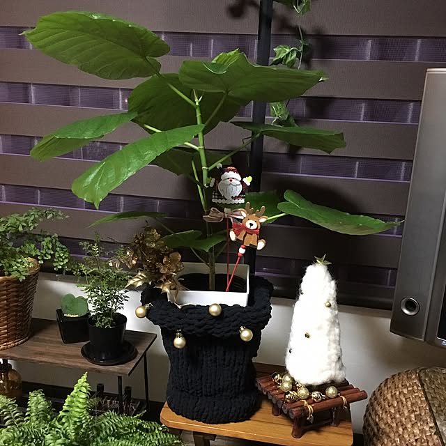 cocotaiさんの実例写真