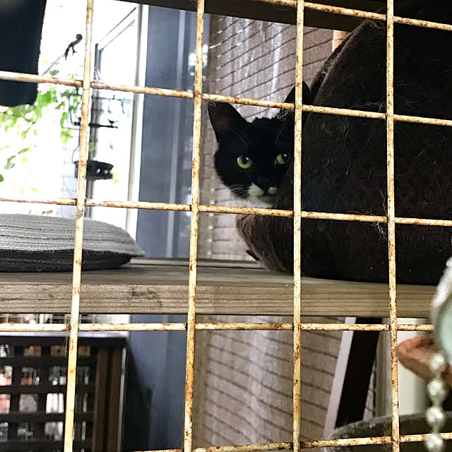 butachanさんの実例写真