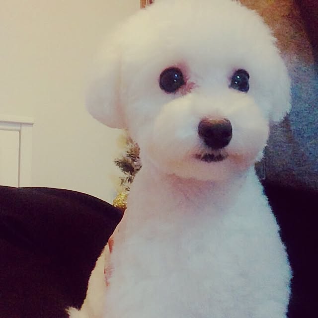 pontaさんの実例写真