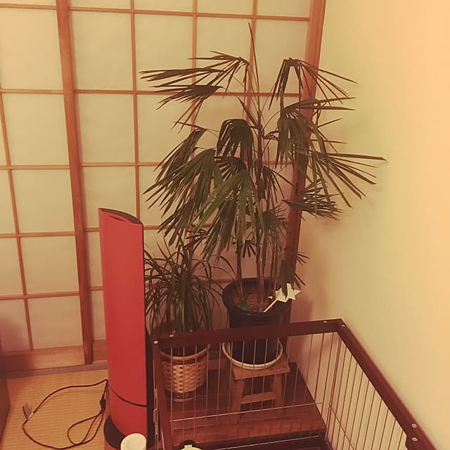 ritalin202さんの実例写真