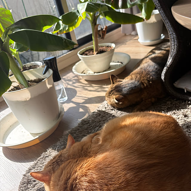 namiさんの実例写真