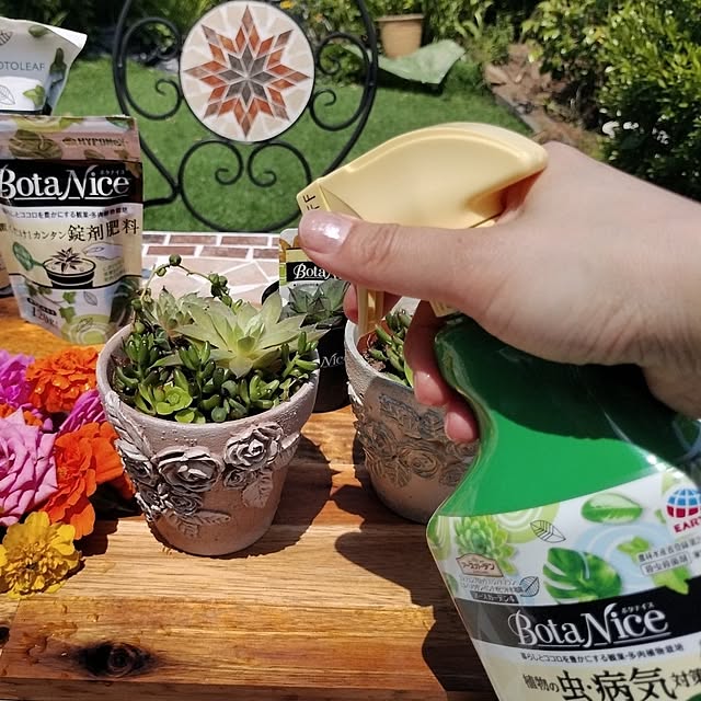 観葉植物/多肉植物/植物のある暮らし/虫対策/BotaNice...などのインテリア実例 - 2024-06-05 11:07:53