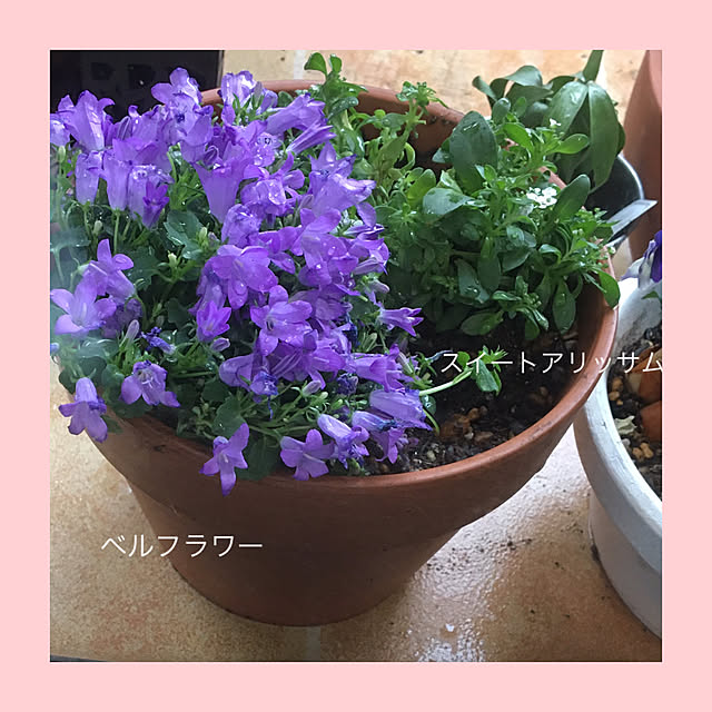 akezouさんの実例写真