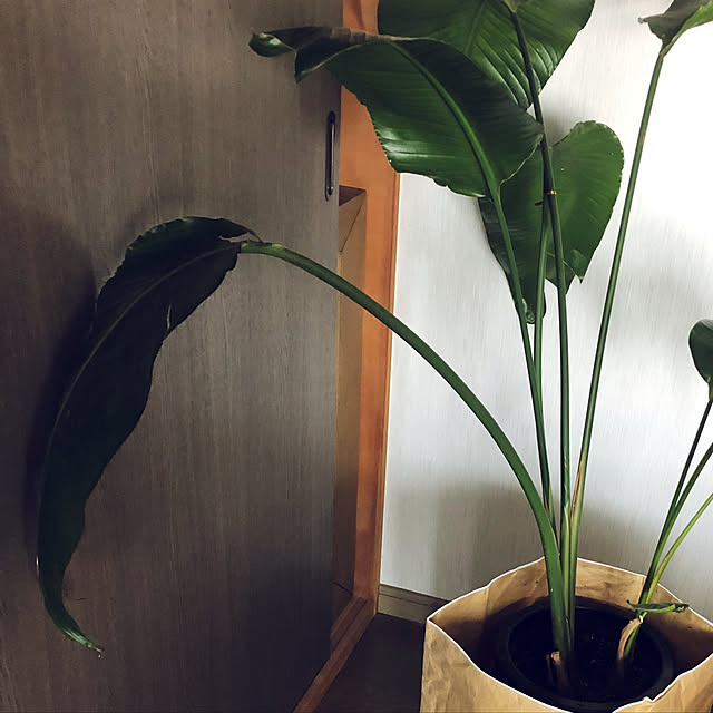 akoyanさんの実例写真