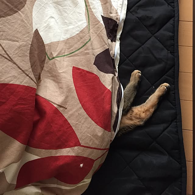 yuki0511さんの実例写真