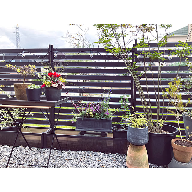 部屋全体/シクラメン寄せ植え/秋のガーデニング/ガーデニング/寄せ植え...などのインテリア実例 - 2024-10-16 14:30:38