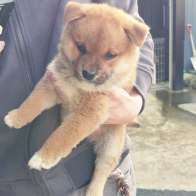 cocosorasakuさんの実例写真