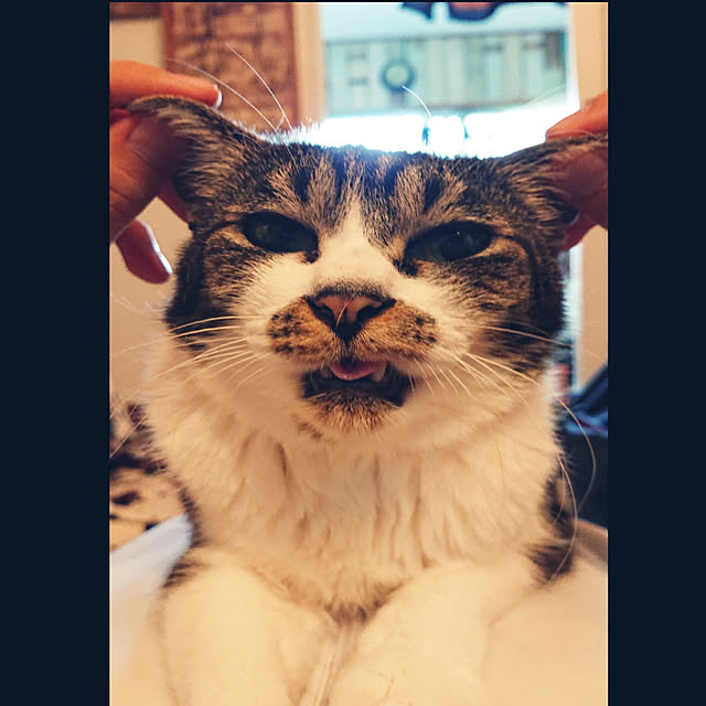 kajyuさんの実例写真