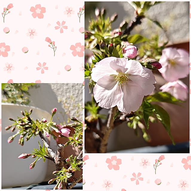 yumirinさんの実例写真