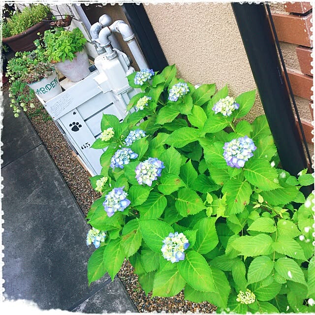 cedarrosemamさんの実例写真