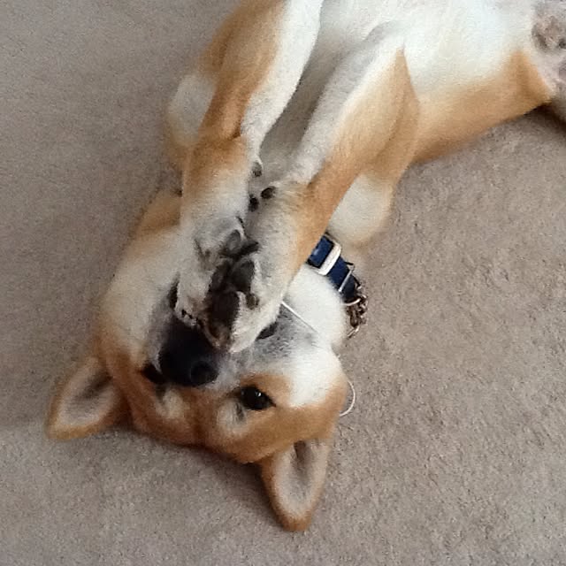 kotaさんの実例写真