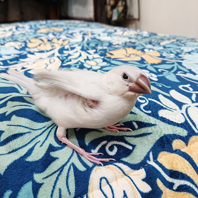 copippiさんの実例写真