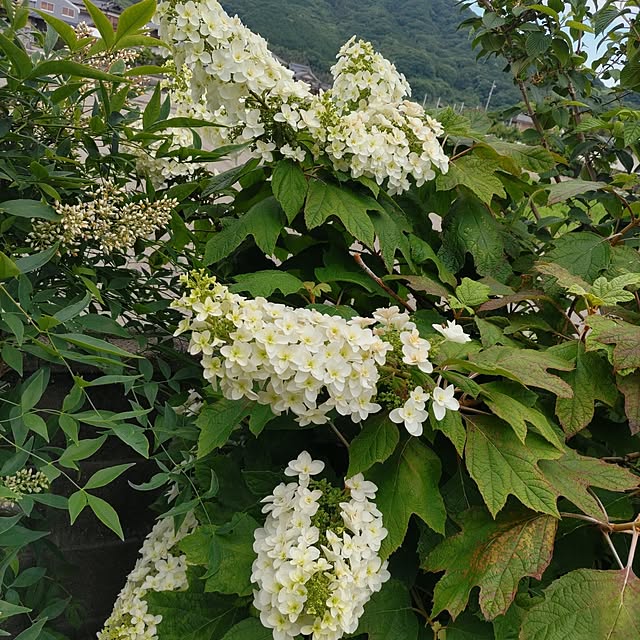 salacocoさんの部屋