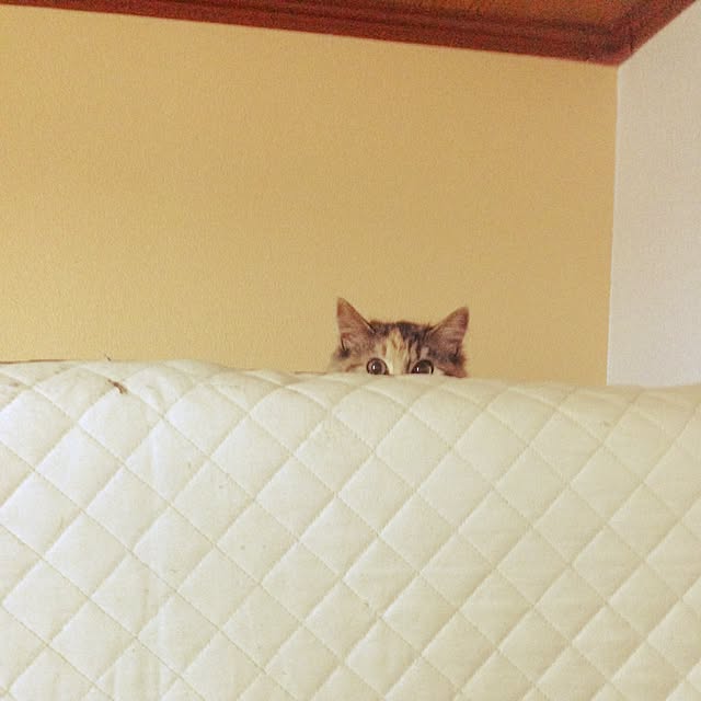 Aiさんの実例写真