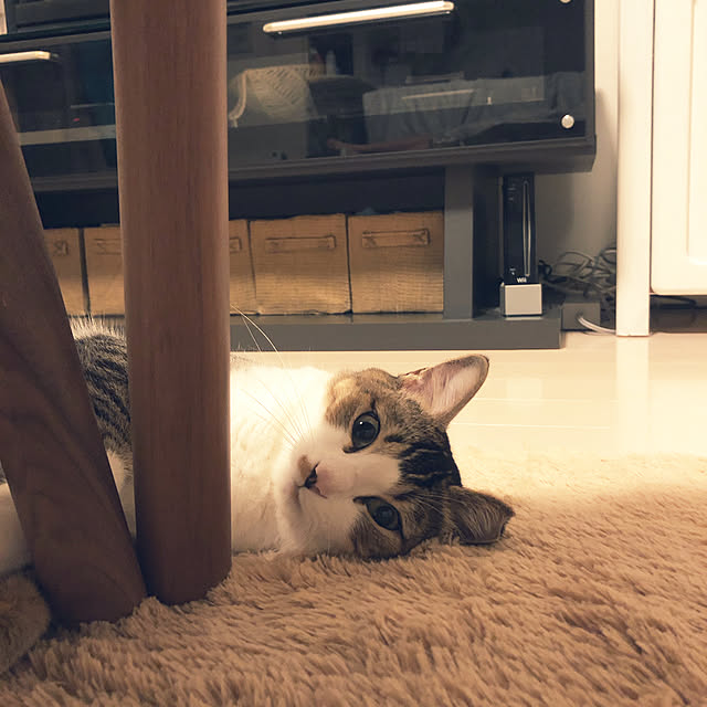 nekomiさんの実例写真