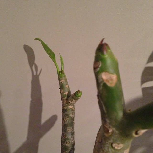 Bobさんの実例写真