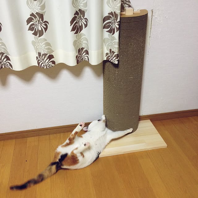 Kinanさんの実例写真
