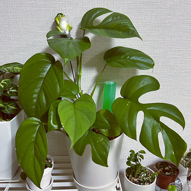 yoyoyoさんの部屋