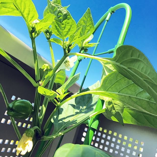 部屋全体/日替わり投稿企画!木曜日/植物/ガーデニングのインテリア実例 - 2017-05-20 10:03:25