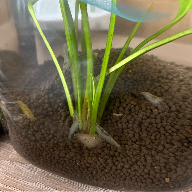 ayaさんの実例写真