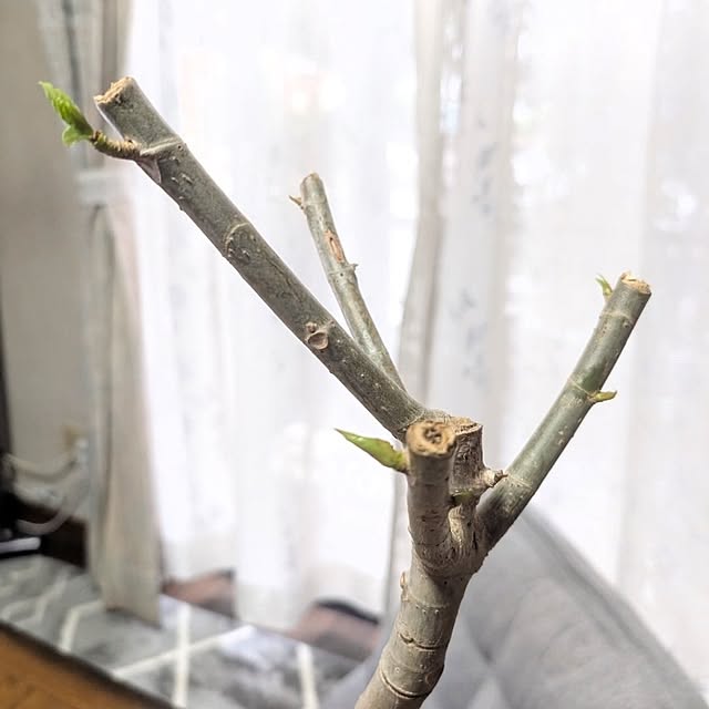 naoporonさんの部屋