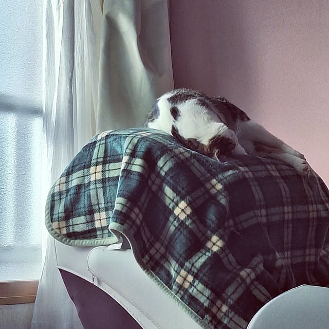 akimameさんの実例写真