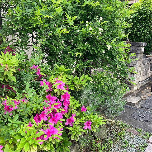 akanekoさんの部屋