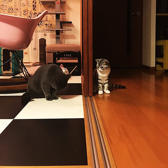 Shojiさんの実例写真