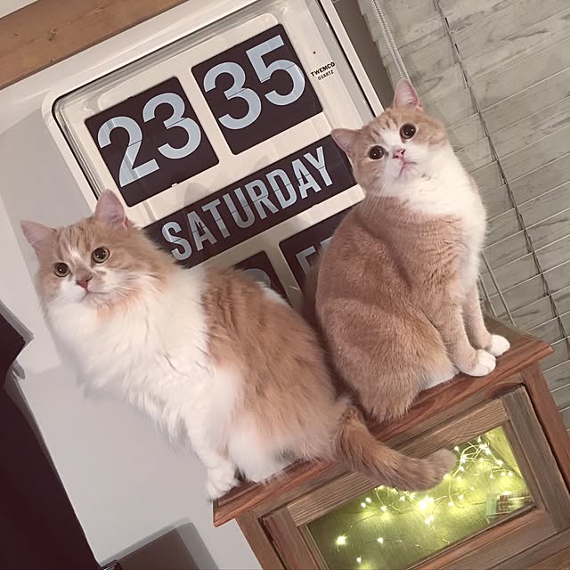 maruさんの実例写真
