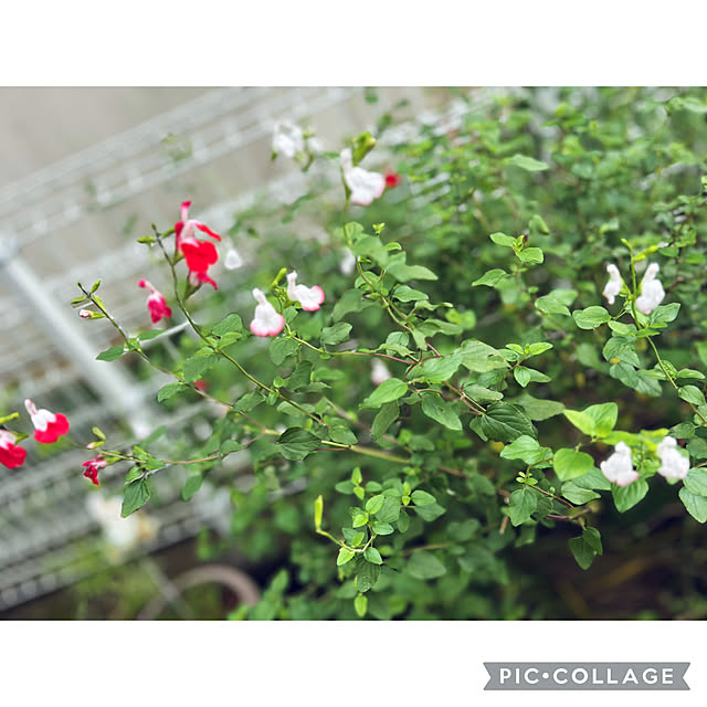 CoCo0617さんの部屋