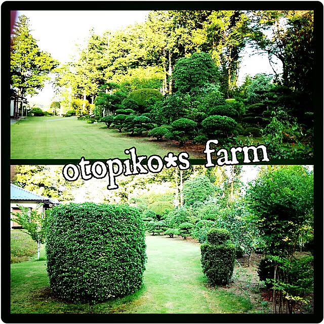 otopiko54さんの実例写真