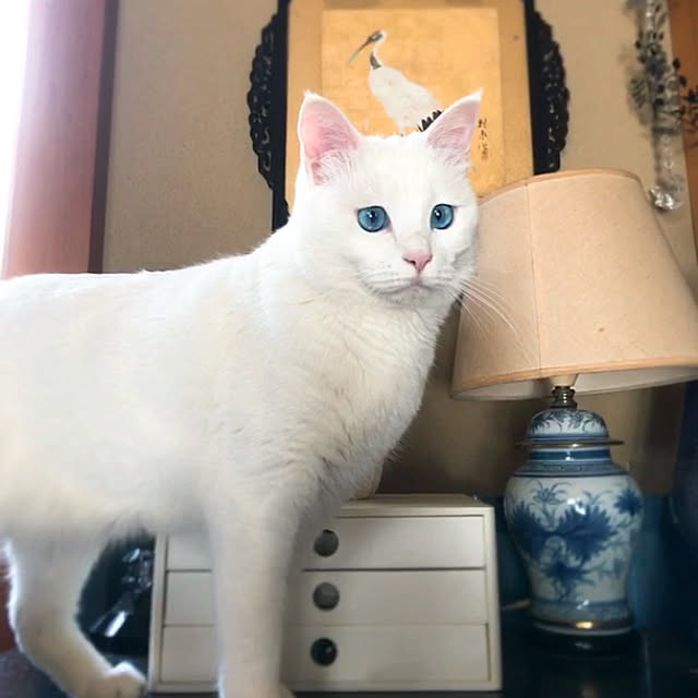 nyanko-beamさんの実例写真