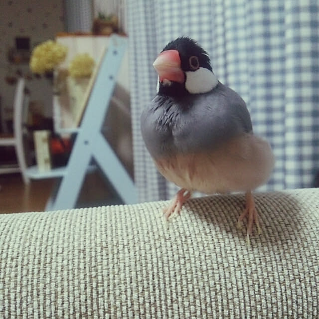 miiさんの実例写真