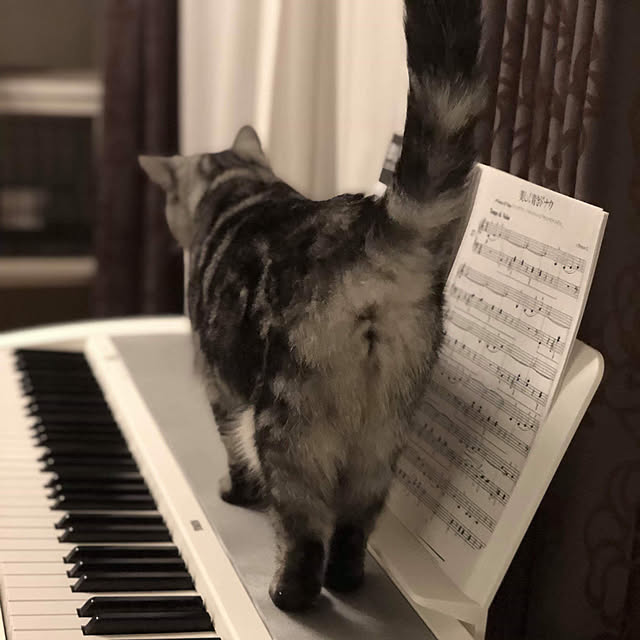 mikomaruさんの実例写真