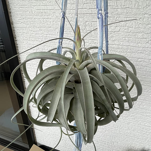 adamoさんの部屋