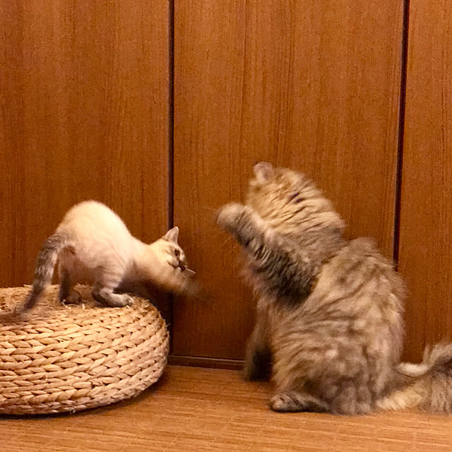 butachanさんの実例写真