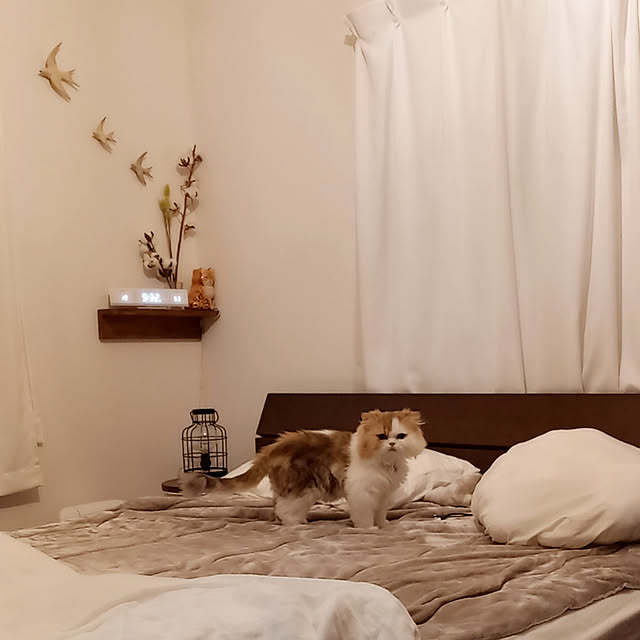 amutantanさんの実例写真