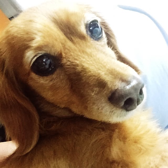 sakuさんの実例写真