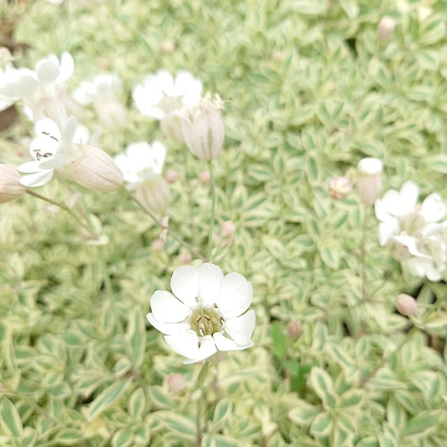 fleur-mamanさんの部屋