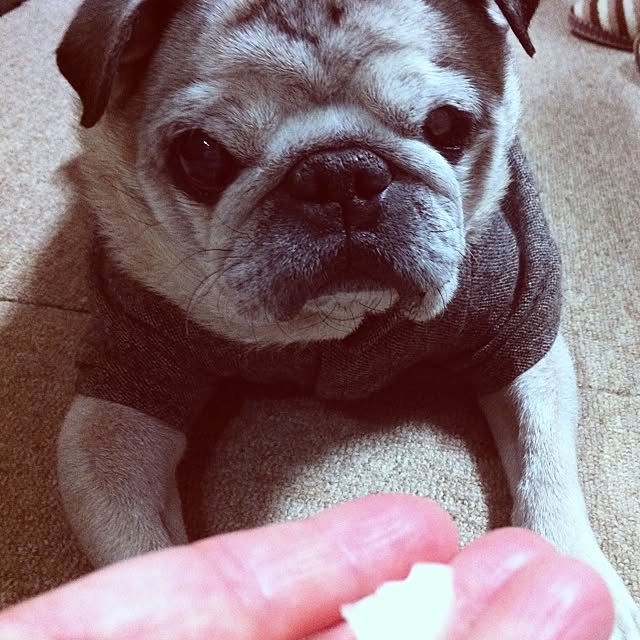 pug.fukuさんの実例写真