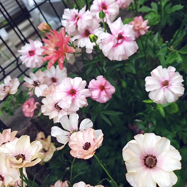 mimi828さんの実例写真