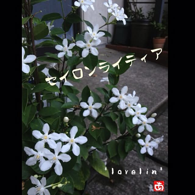 lovelinさんの実例写真